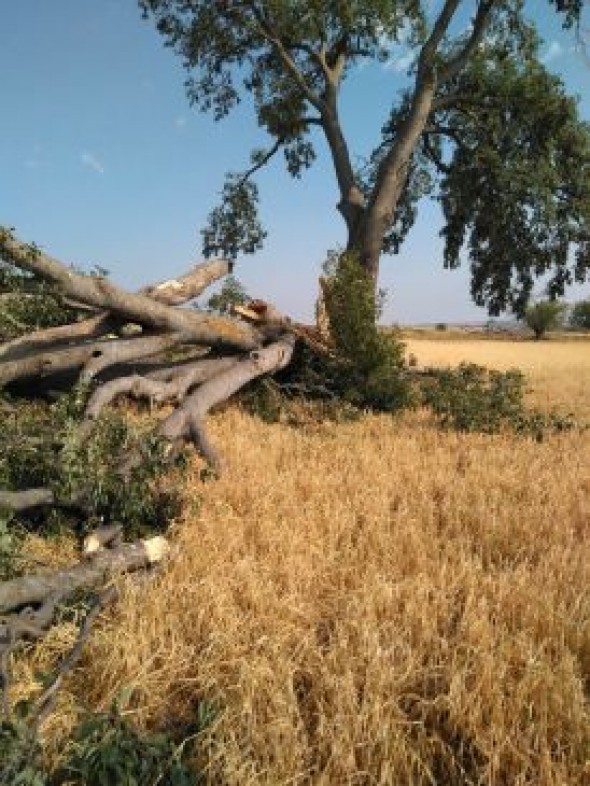 El granizo destroza las cosechas en Loscos y Monforte de Moyuela