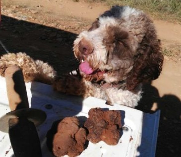 Las lluvias de otoño engordan unas trufas condicionadas por la sequía primaveral