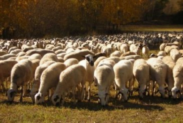 El Centro de Innovación en Bioeconomía Rural de Teruel acoge una jornada sobre proyectos del Fite desarrollados por el CITA