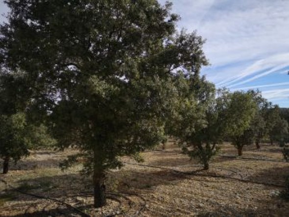 Las carrascas que se plantaron hace 25 años producen cada vez menos trufa