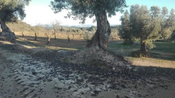 La cosecha de oliva de este año merma un 75% por falta de lluvias en primavera