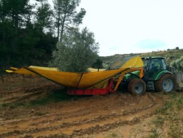 La cosecha de oliva de este año merma un 75% por falta de lluvias en primavera