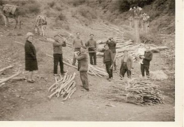 Aguilar y Galve acogen el congreso internacional de árboles trasmochos