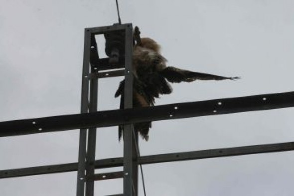 Alertan del peligro de electrocución de aves en la línea entre el embalse de Calanda y la térmica de Andorra