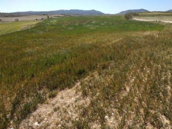 El 50% de la cosecha de cereal del Bajo Aragón se ha perdido por la sequía