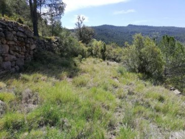 Olba quiere reabrir una antigua pista forestal para comunicar Los Tarrasones y no tener problemas cuando llueve