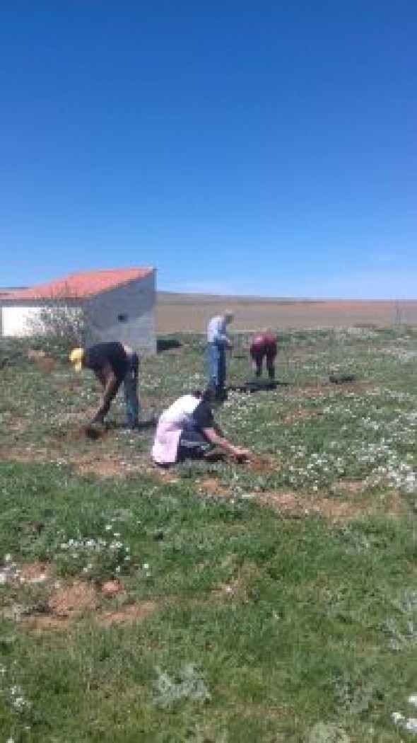 Plantación de 150 árboles en Perales del Alfambra