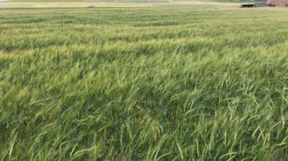 El Bajo Aragón empieza a cosechar y espera mermas del 50% en el cereal por culpa de la sequía