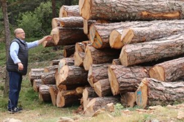 Nogueruelas cuenta con el monte pionero, mayor y más ordenado de la comarca de Gúdar-Javalambre