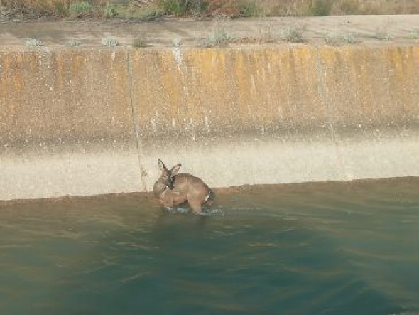 Los cazadores de Calanda piden a la CHE salideros para los animales en el Canal Calanda-Alcañiz