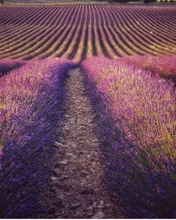 Térvalis e Instagramers de Teruel lanzan el II Concurso de fotografía  #LavandaTeruel