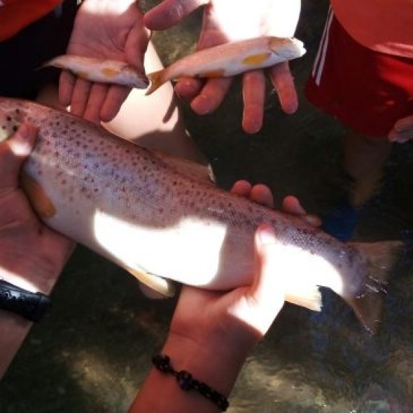 Aparecen peces muertos en el Turia a su paso por Villaspesa