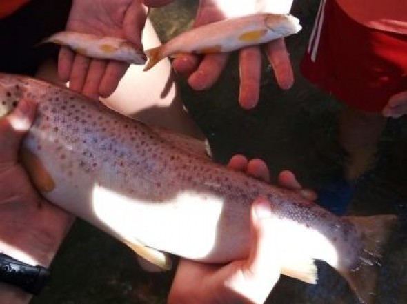 Aparecen peces muertos en el Turia a su paso por Villaspesa