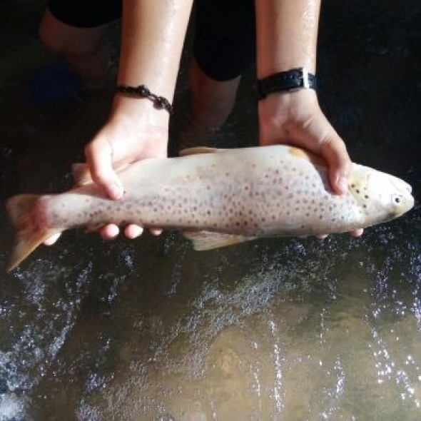 El Seprona no encuentra más peces muertos en el Turia a su paso por Villaspesa