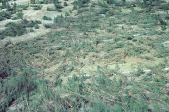 Mosqueruela recuerda en una muestra el tornado que arrasó en el año 1999 un total de 365 hectáreas de pinar