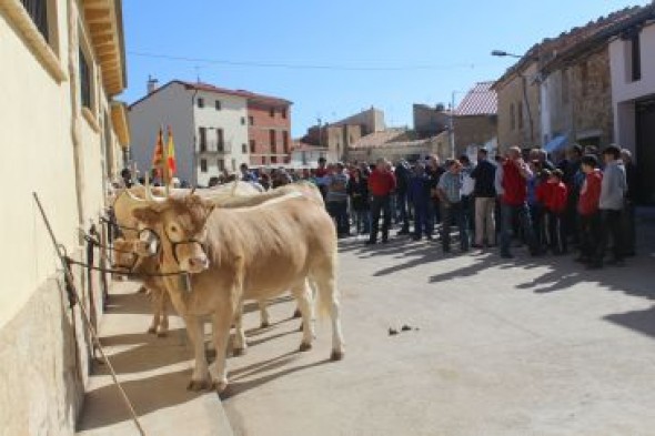 La mejor feria de Aragón para comprar animales arranca en Cantavieja