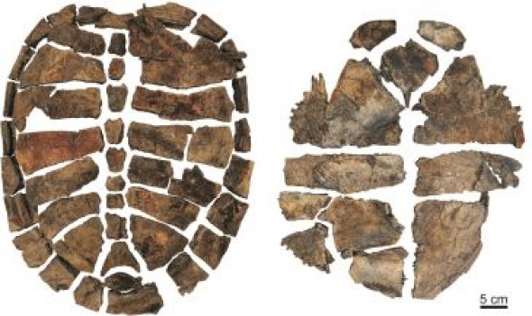 Descubiertos en la mina de Santa María de Ariño los esqueletos más completos de tortugas primitivas del Cretácico de Europa