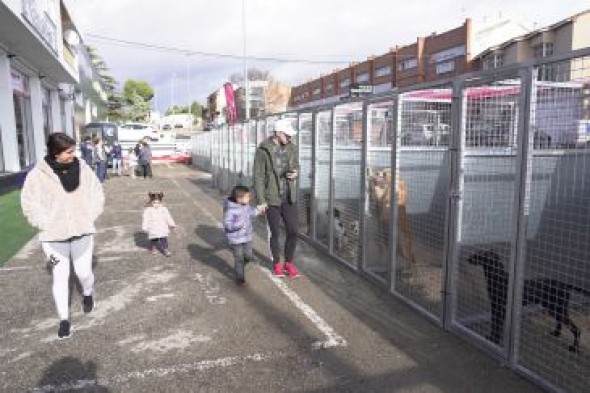 Adoptar un perro es invertir en cariño, pero con responsabilidades