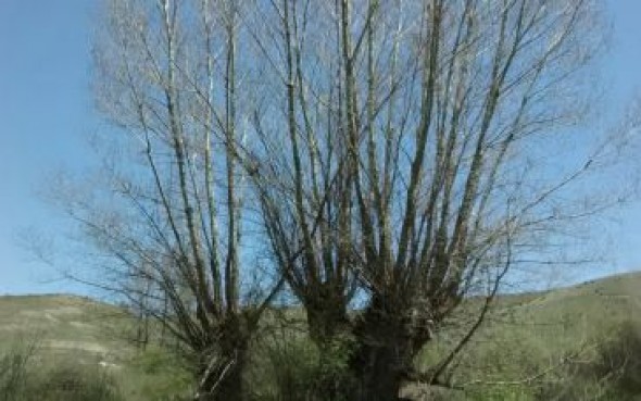 El parque cultural del chopo cabecero lanza una campaña para mostrar su naturaleza, paisaje y patrimonio