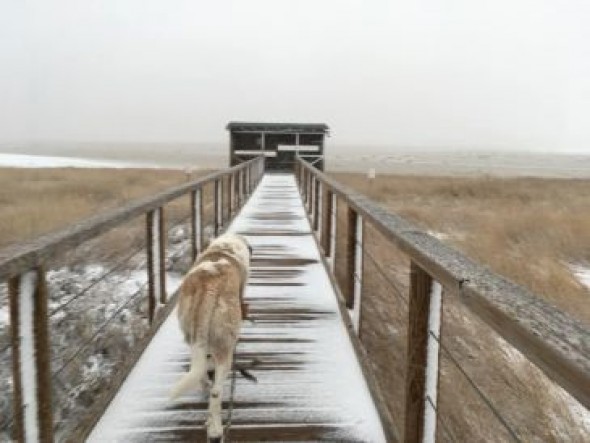 La mitad de las grullas de Gallocanta anticiparon la magnitud de la borrasca y se marcharon una semana antes