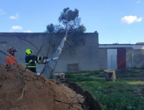 Dos grandes árboles caen sobre una vivienda y una nave en Puigmoreno sin causar daños personales