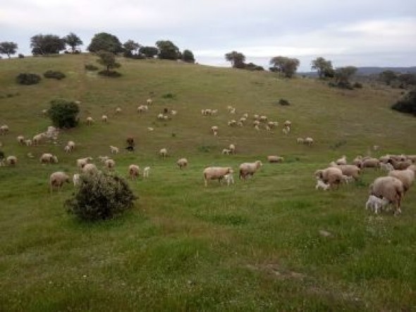 Incertidumbre entre los trashumantes de la Sierra de Albarracín para poder 
volver a casa