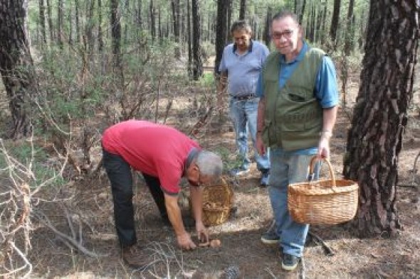 La Comunidad de Albarracín cierra el parque micológico y el Maestrazgo lo hará esta semana