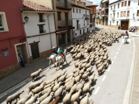 El ganado trashumante atraviesa La Iglesuela camino de los pastos del Maestrazgo y de Gúdar