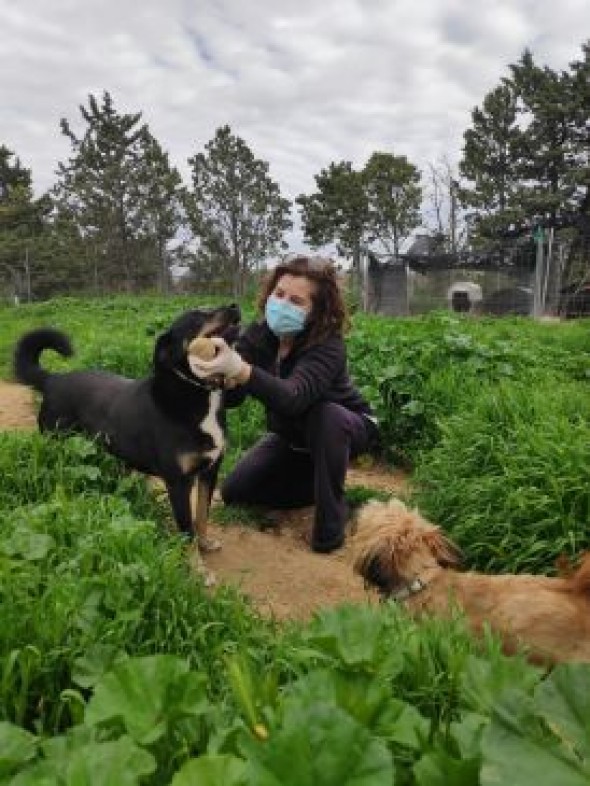 El coronavirus no incrementa la demanda ni el abandono de perros en Teruel