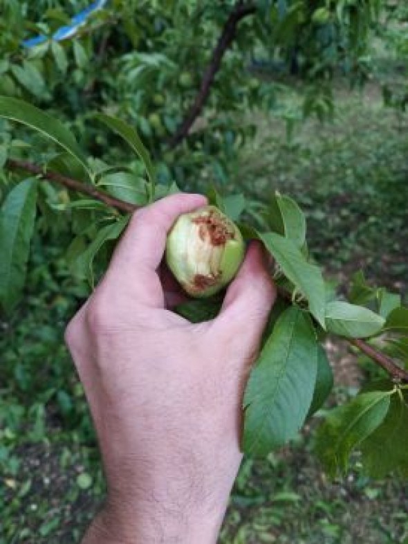 Una granizada echa a perder el 70% de la cosecha de melocotón en Mazaleón