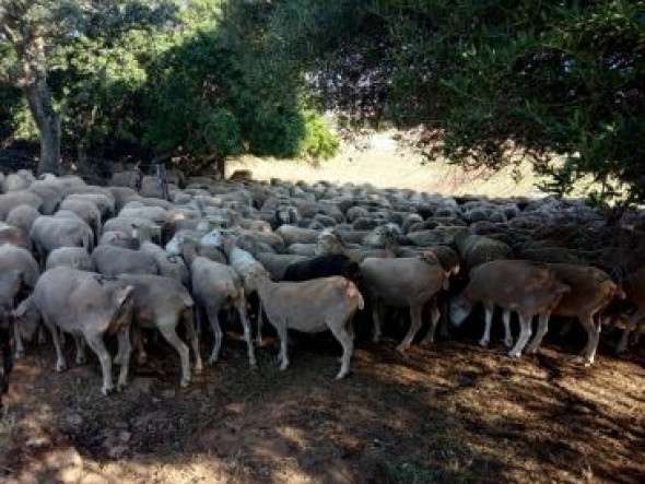 Los trashumantes traerán el ganado en camiones por temor al contagio de Covid