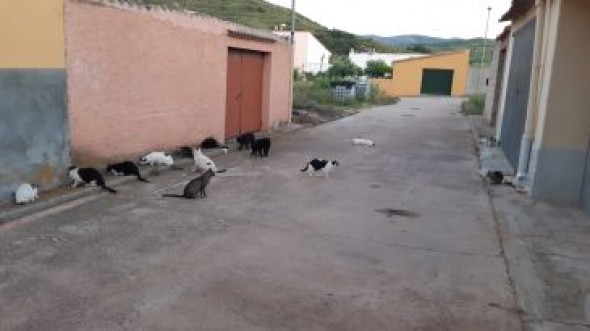 Exitosa iniciativa en Estercuel para controlar las colonias de gatos