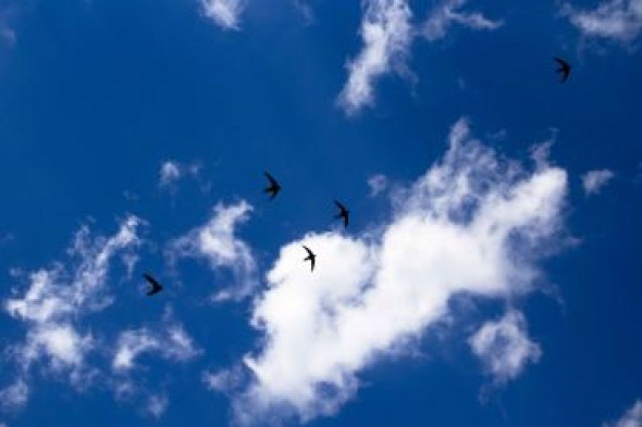 Las alas