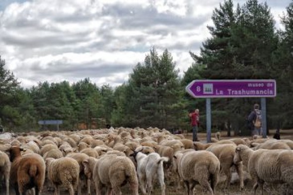 Trashumantes y peripatéticos o cómo aprender de ovejas a marchas forzadas
