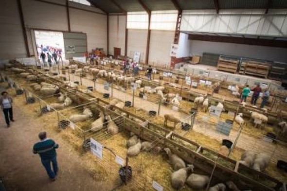 Cedrillas celebrará de manera virtual la 128 edición de su Feria Agrícola, Ganadera e Industrial