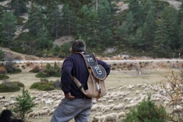 Los trashumantes de Guadalaviar inician el día 1 la vereda a pie pese al Covid