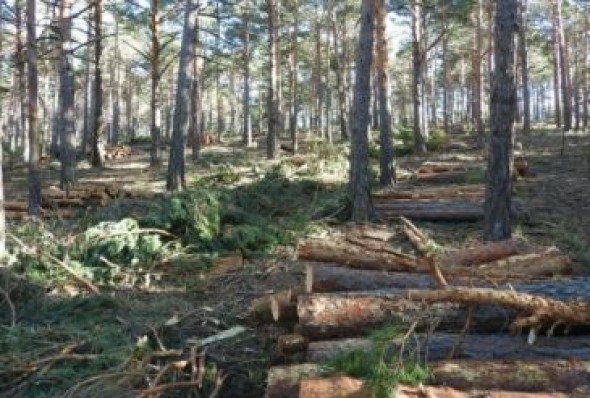 Aragón subasta 12 aprovechamientos de madera en montes propiedad de la comunidad y consorciados, tres de ellos en Teruel