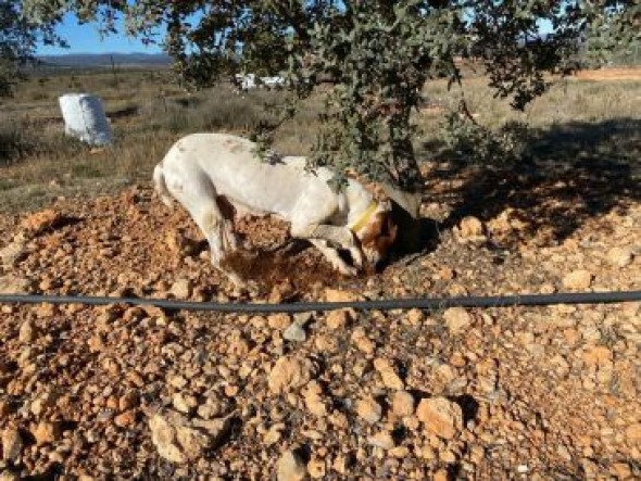 La campaña más incierta de la trufa: el sector espera algo menos de producto y teme que caiga la demanda