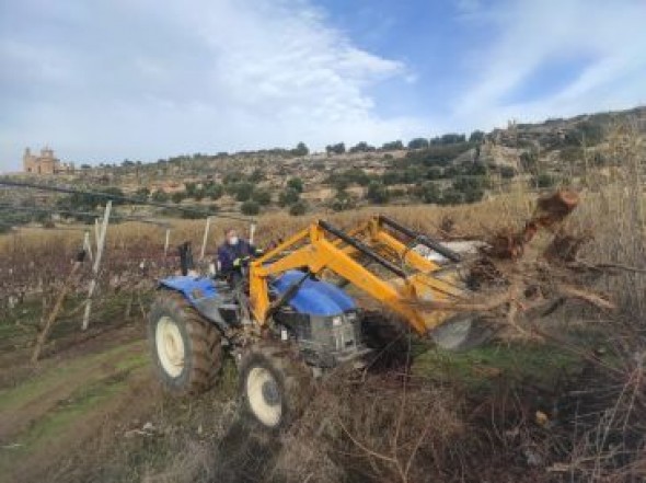 Una mancha en la fruta obliga a arrancar melocotoneros en las localidades de Mazaleón y Maella
