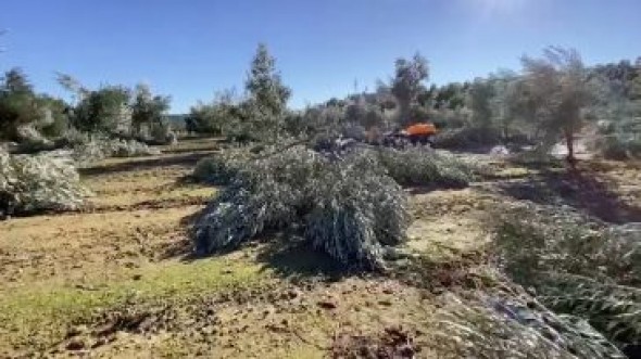 El Centro de Sanidad Vegetal avisa de los tratamientos en el olivo tras las nevadas