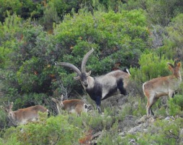 La sarna en la cabra hispánica ‘salta’ al Maestrazgo desde el Matarraña