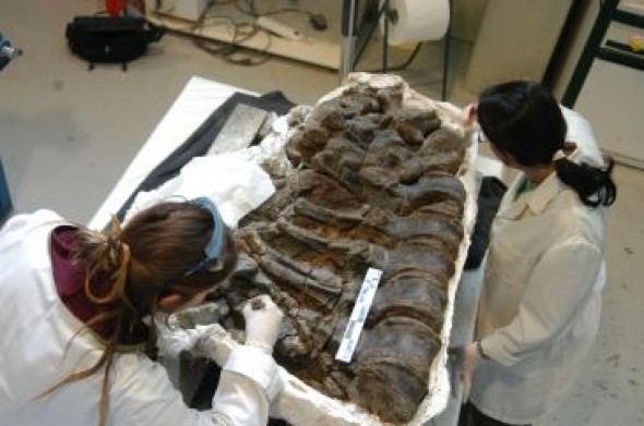 Los restos de un dinosaurio encontrado en Aliaga presentan muchas semejanzas con los de Iguanodon galvensis
