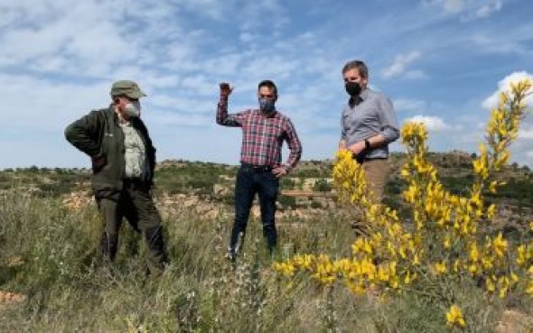 Repueblan siete hectáreas de Alcañiz afectadas por un incendio