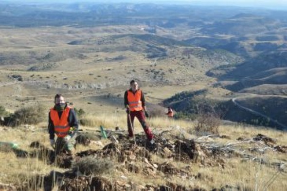 Reforestadas 120 nuevas hectáreas del incendio de Majalinos en Ejulve