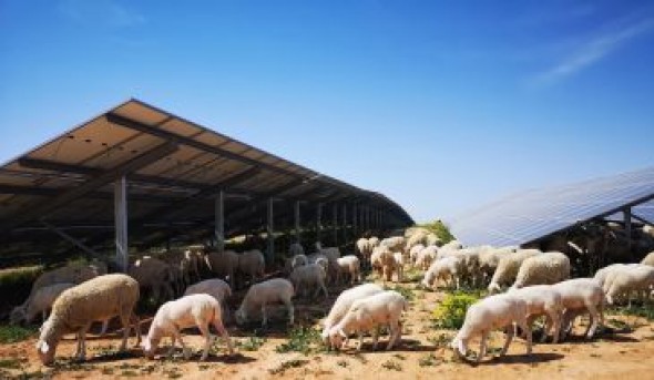 Iberdrola pone en marcha su planta fotovoltaica de Azaila, la primera en Teruel