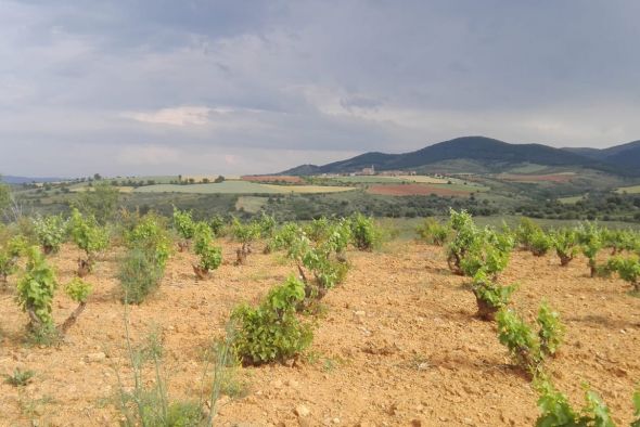 Paisajes del Jiloca anima a apadrinar viñas en abandono para renacer el cultivo