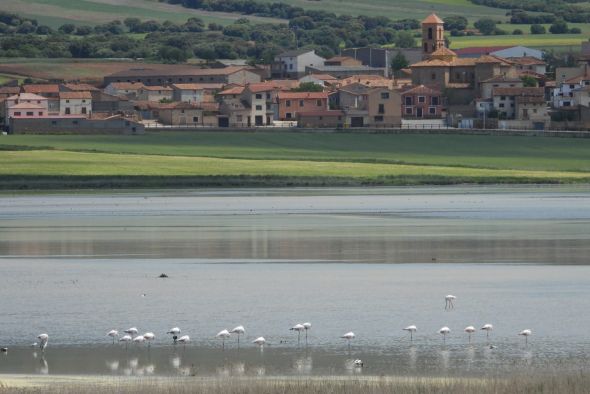 Los flamencos anidan por primera vez en la laguna de Gallocanta