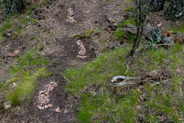 Arte y naturaleza se dan la mano en una nueva edición del Festival Landares