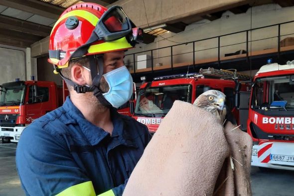 Los bomberos de Teruel rescatan en la capital un águila calzada que no podía volar