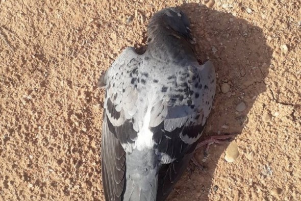 Bajo Aragón Animalista pide un control ético de la población de palomas en Alcañiz